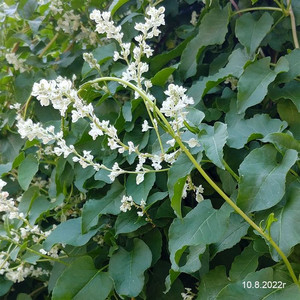 Горец (4)