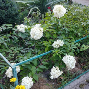 Гортензия (8)