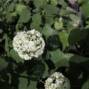 Гортензия (10)