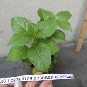 Гортензия, саженец (6)