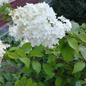 Гортензия (6)
