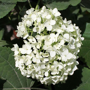 Гортензия (7)