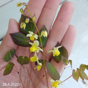 Горянка (6)