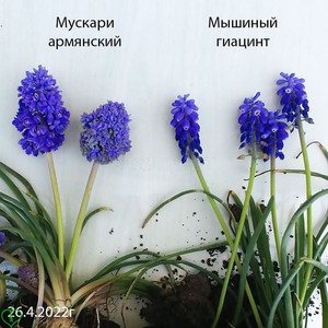 Мускари Армянский и Мускари Мышиный Гиацинт фото