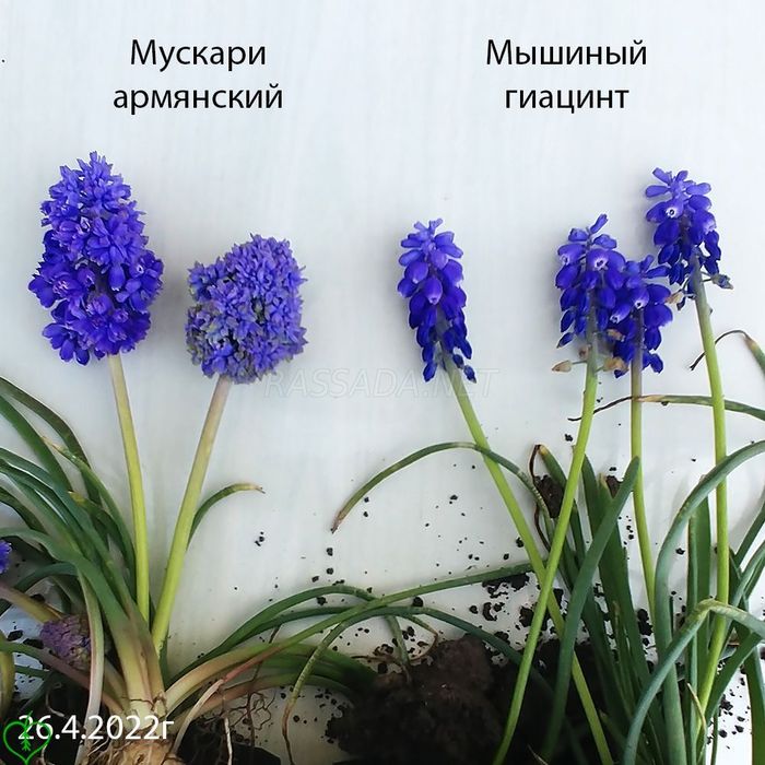 Мускари Армянский и Мускари Мышиный Гиацинт фото