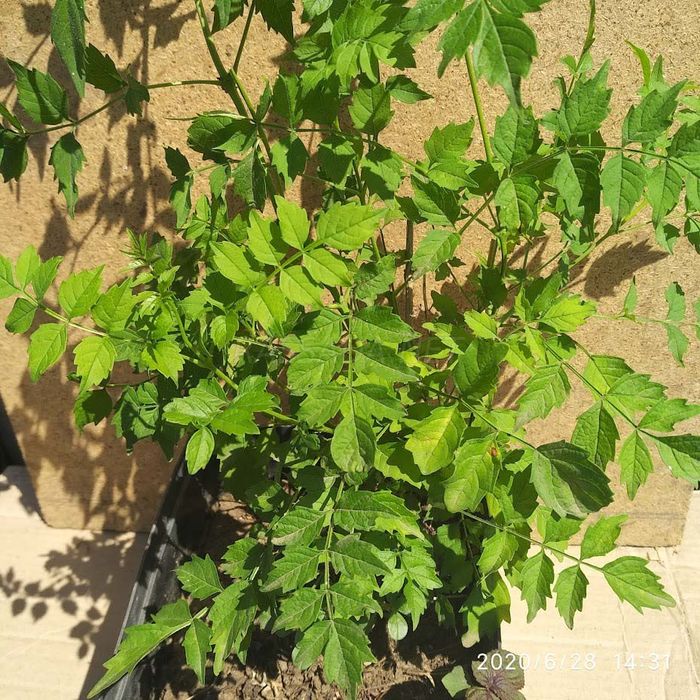Кампсис желтый фото листья