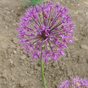 Лук Афлутунский