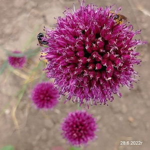 Лук Афлутунский