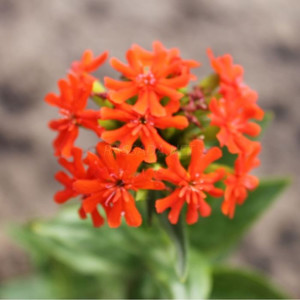 Лихнис халцедонский
