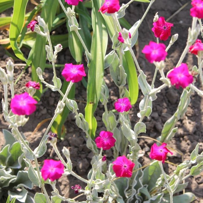 Лихнис корончатый