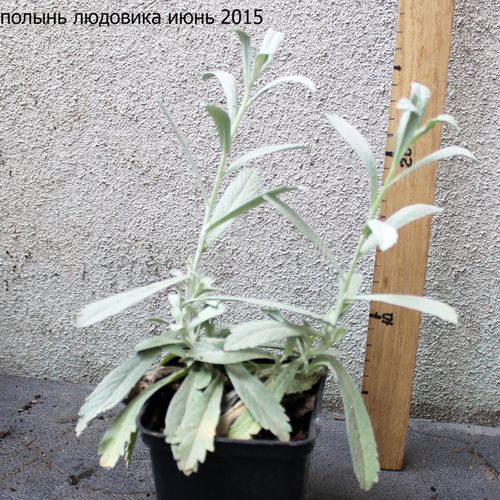 Полынь Людовика саженец