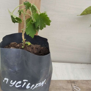 Пустырник