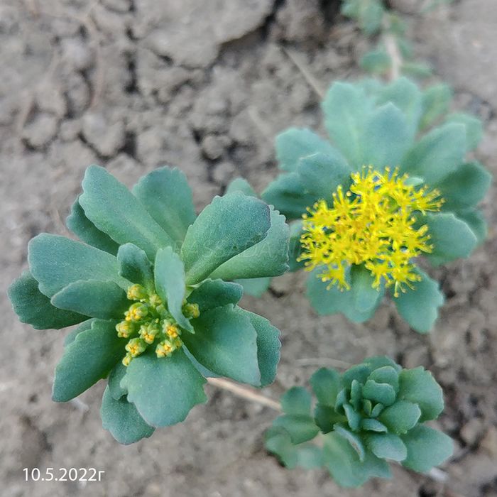 Родиола Золотой Корень фото