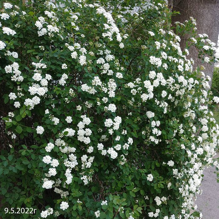 Спирея Вангутта куст фото Спирея Вангутта куст фото
