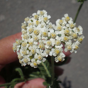 Тысячелистник (ахиллея)
