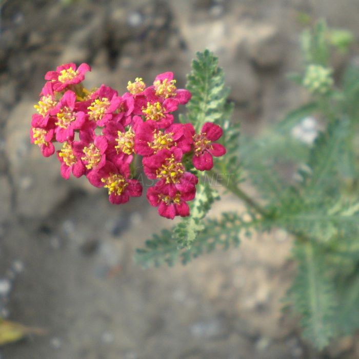 Тысячелистник (ахиллея) бордовая