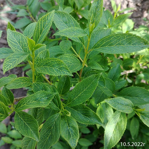Форзиция Кумсона