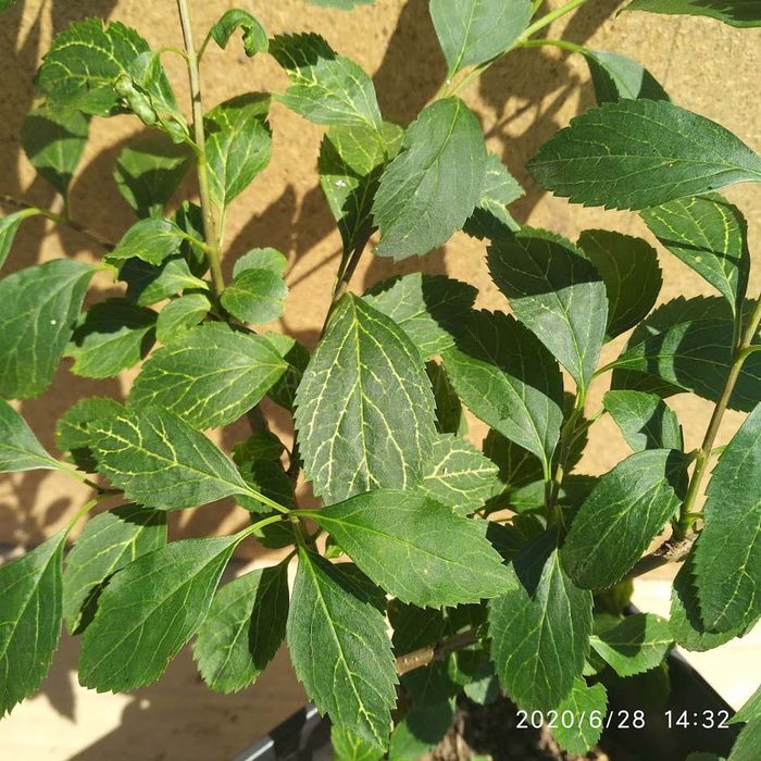 Форзиция Кумсона фото листья