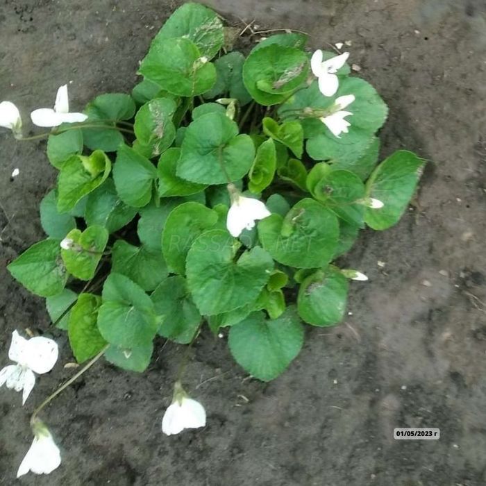 Фиалка сестринская
