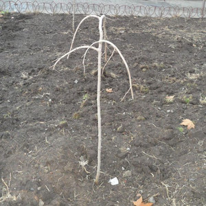 Шелковица плакучая