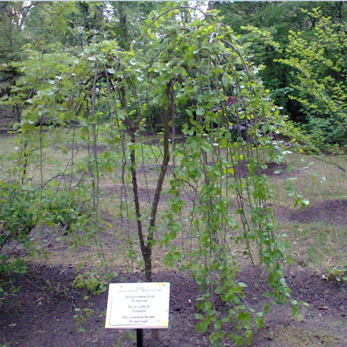 Шелковица плакучая