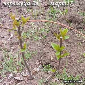 Черемуха