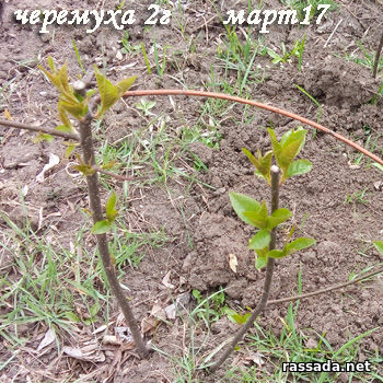 Черемуха