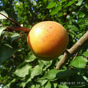 Абрикос Краснощекий