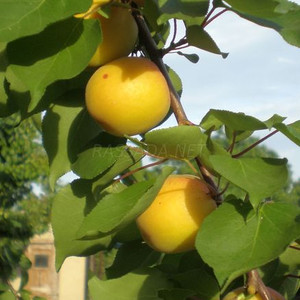 Абрикос