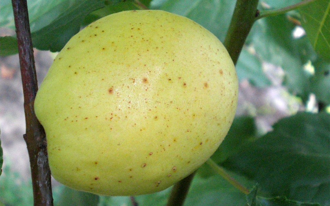 Абрикос Ананасный