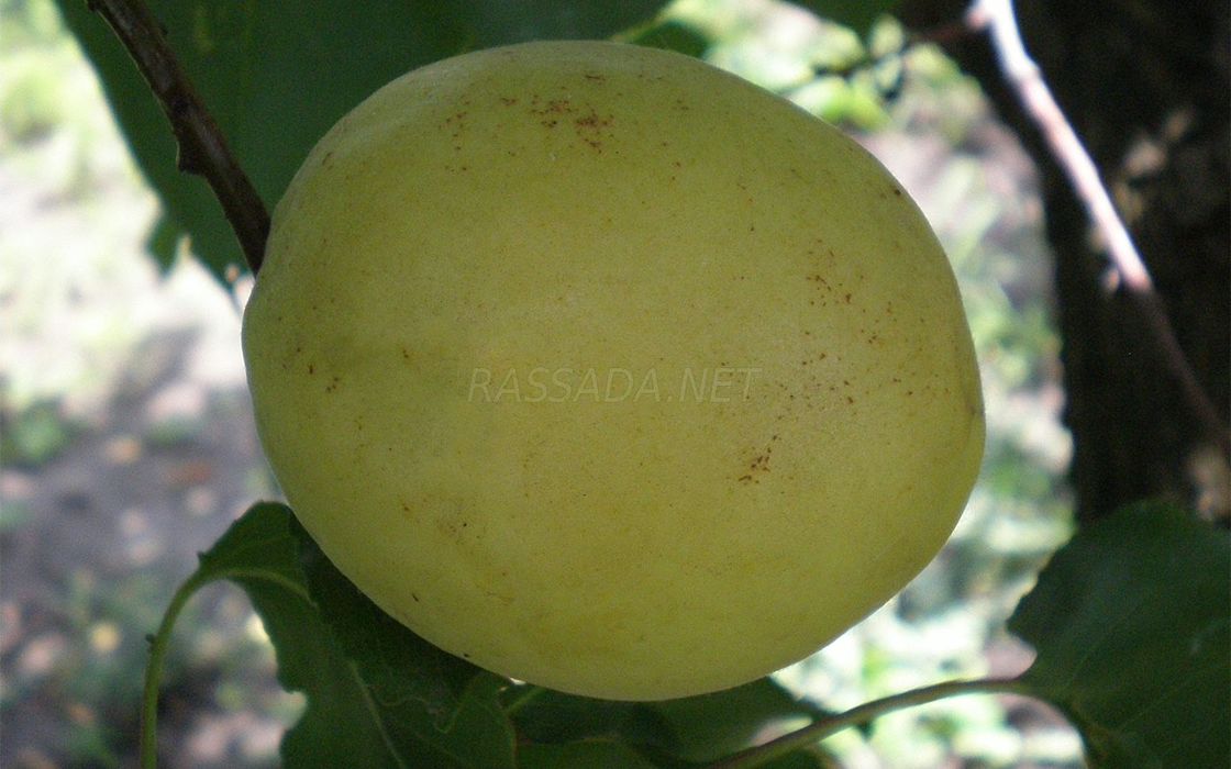 Абрикос Ананасный