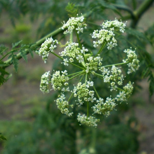Болиголов