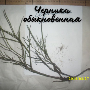 Черника