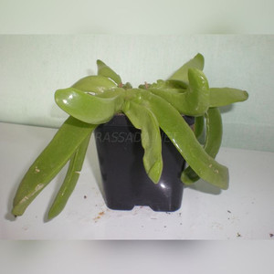 Глотифолум (5)