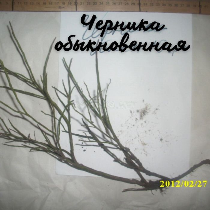 Черника