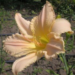 Лилейник