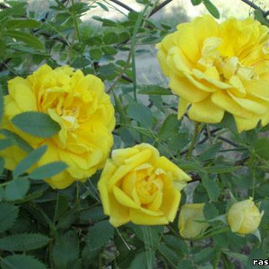 роза желт чайная