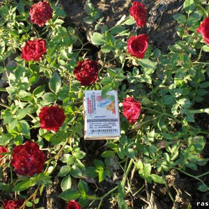 роза почвопрокровная.