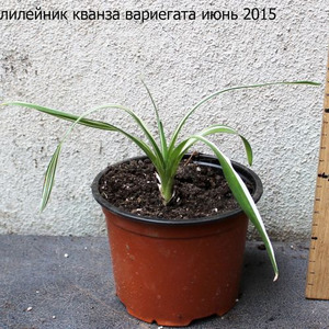 Лилейник саженец