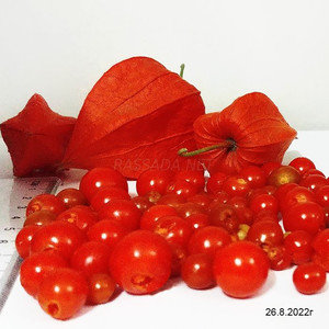 Физалис