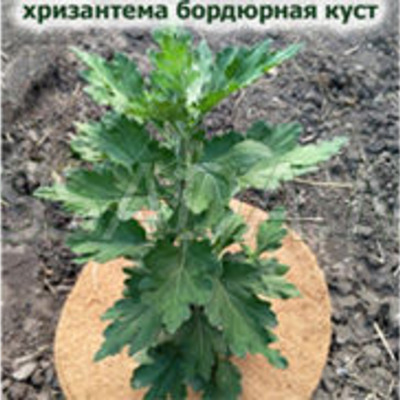 хризантема куст