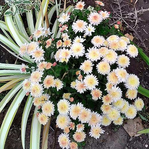 Хризантема Карна персиковая куст фото