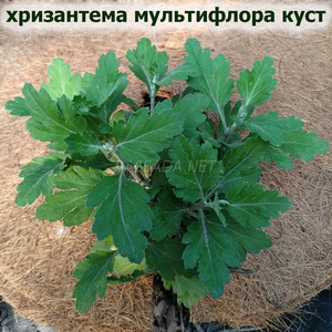 хризантема куст