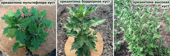 хризантема куст