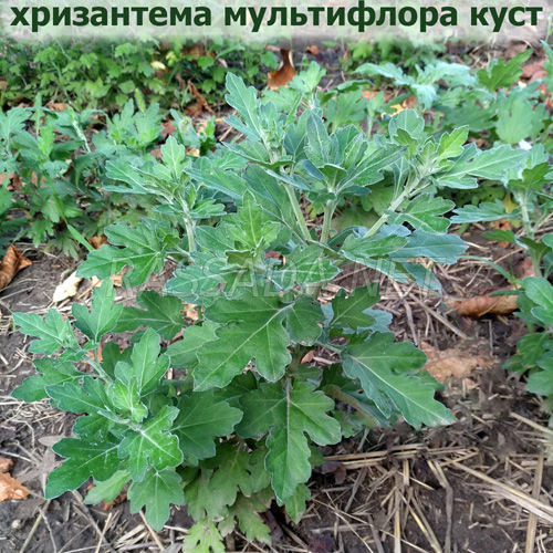 хризантема куст