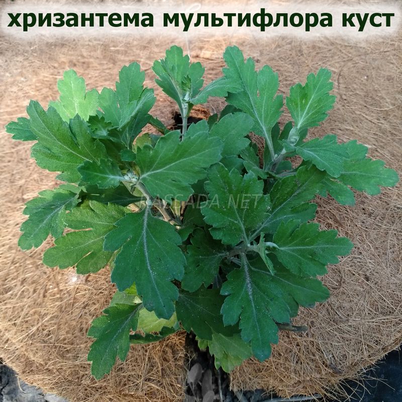 хризантема куст